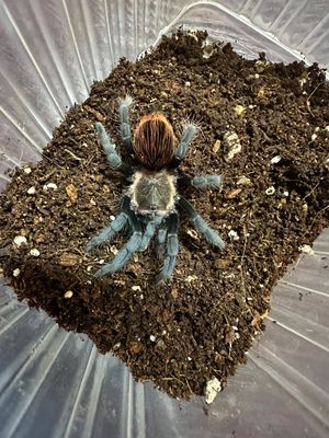 Mexican Red rump (T. vagan) Slings - Starter kit