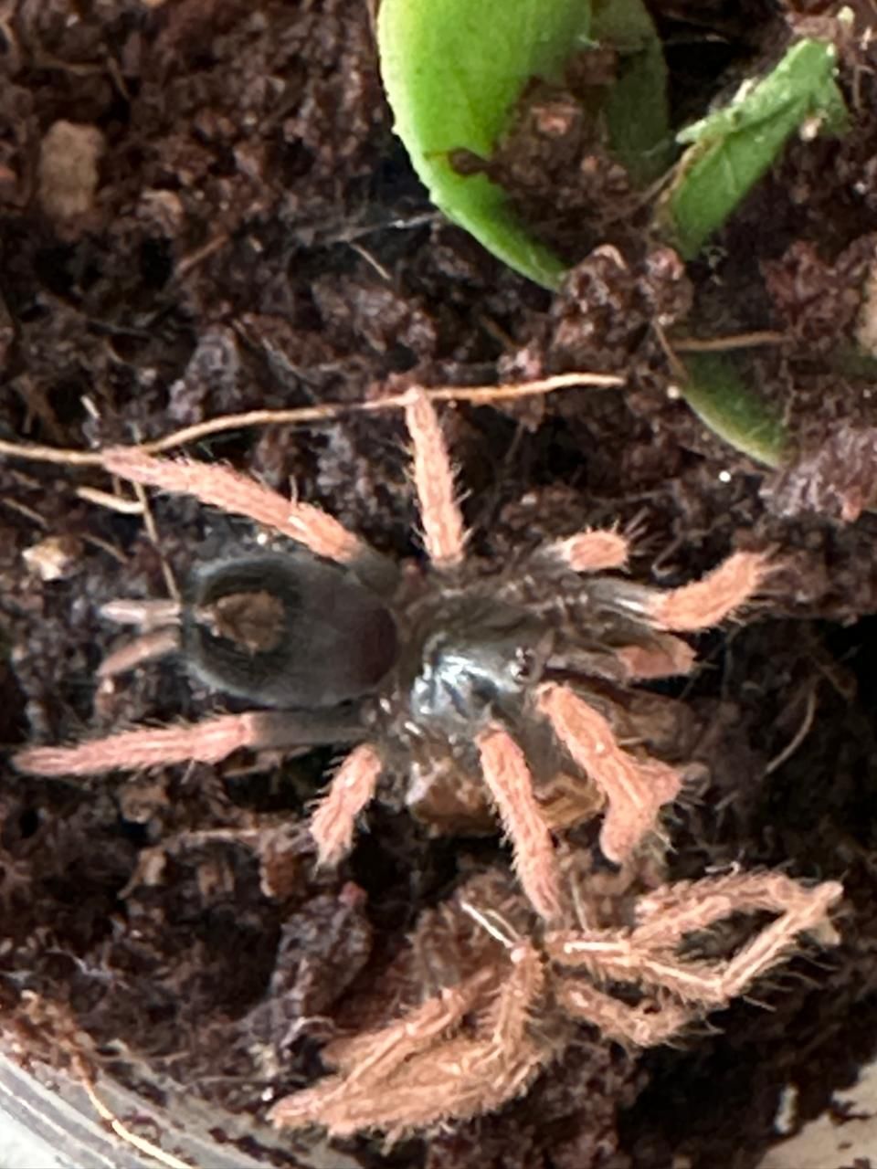 Dwarf Pink Leg (Kochiana Brunnipes) 2cm