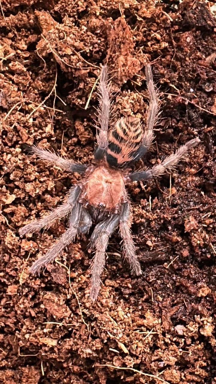 G. Tiger Rump - D. pentaloris 2cm&gt;