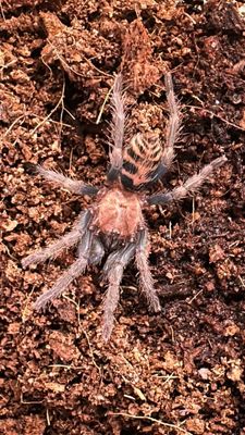 G. Tiger Rump - D. pentaloris 2cm&gt;