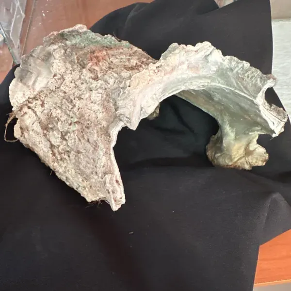 Reptile Hides