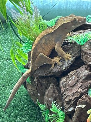 Crested Gecko Female