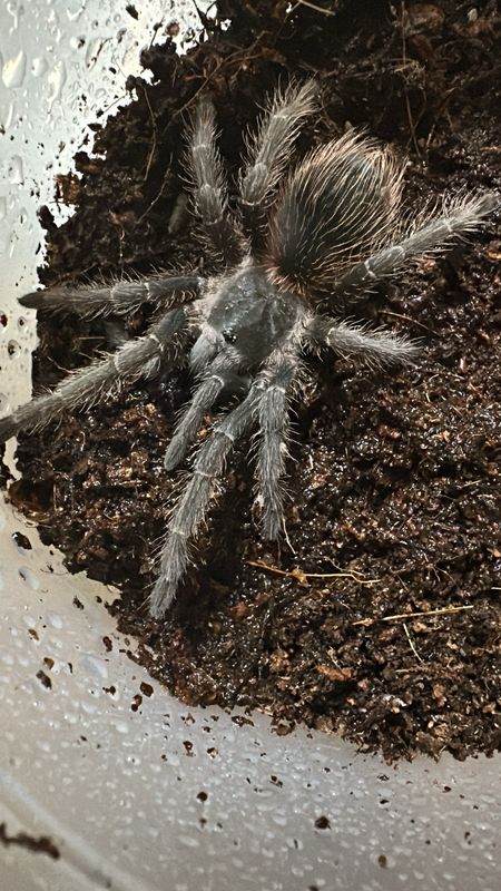 L. Klugi (Bahai Scarlet Birdeater) 7cm&gt; US
