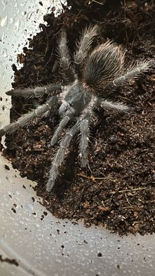 Lasiodora Klugi (Bahai Scarlet Birdeater) 7cm&gt; US