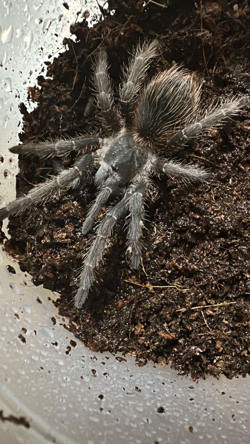 L. Klugi (Bahai Scarlet Birdeater) 7cm&gt; US
