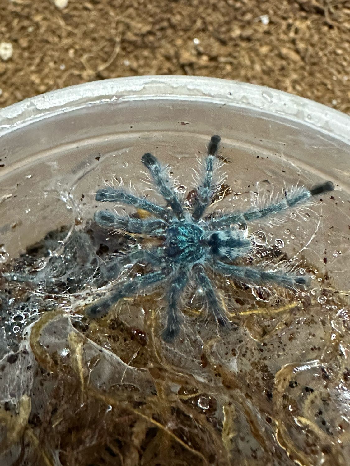 Caribena Versicolor - Martinique Pink Toe slings