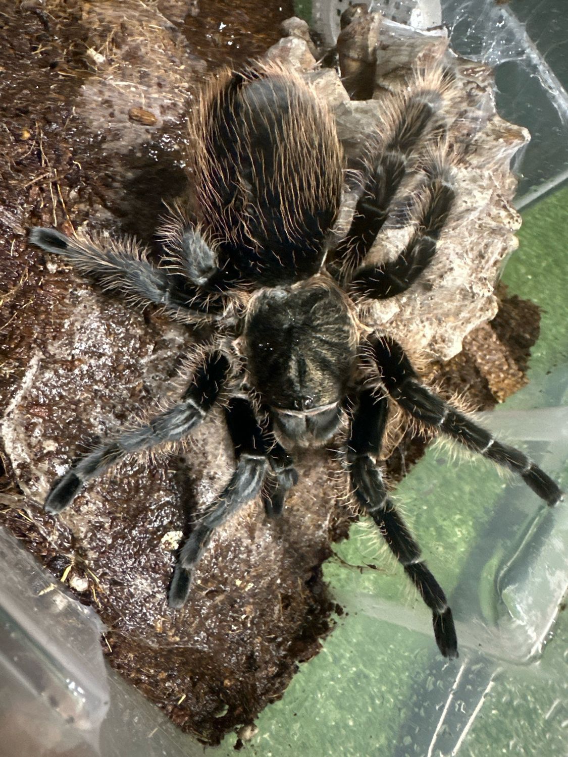 Curly hair - Adult Female B. albopilosum