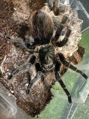 Curly hair - Adult Female B. albopilosum