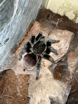 G. Red rump - T. Vagans Adult Female