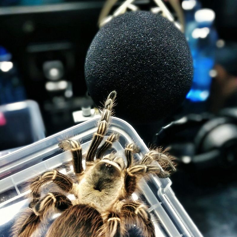 Chaco Golden knee (G. Pulchripes) 1.5cm