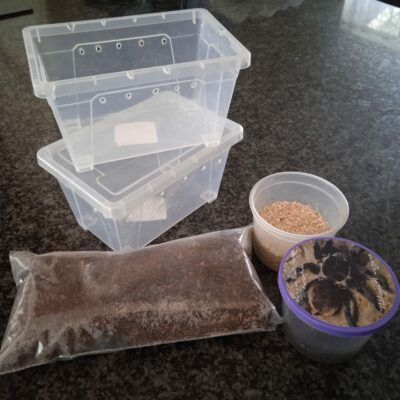 Chaco Golden knee (G. Pulchripes) 1.5cm Starter kit