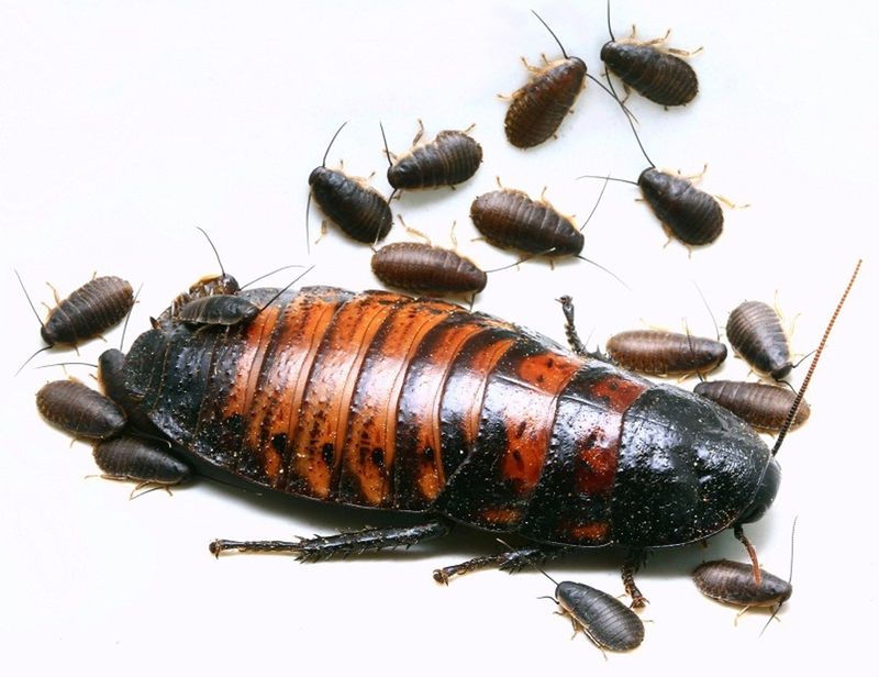 Madagascar hissing cockroach Approx 1.5 - 2cm