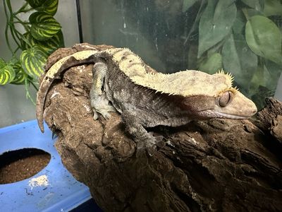 Female Crested Gecko - Adult