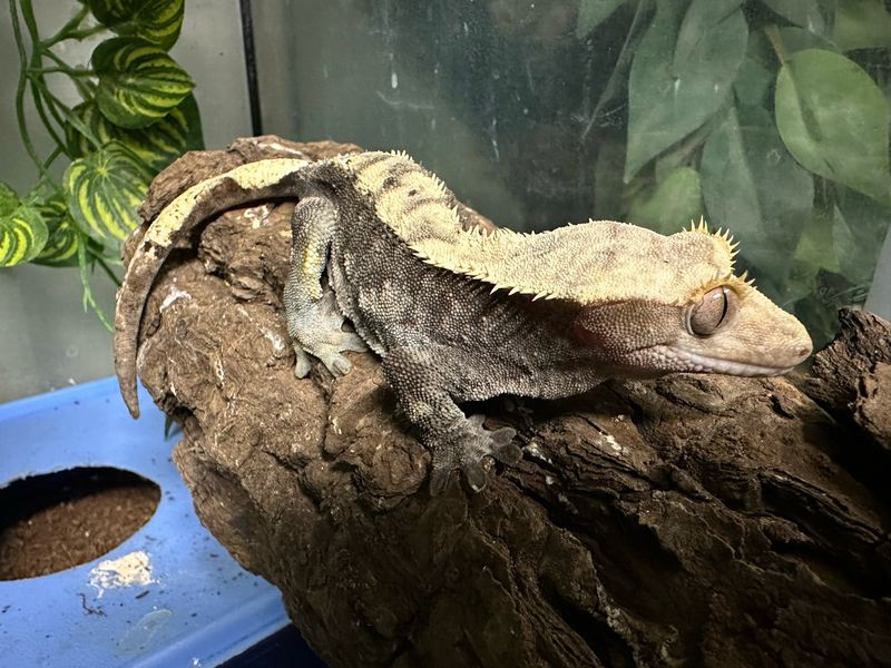 Female Crested Gecko - Adult