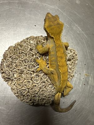Crested Gecko Females x 2