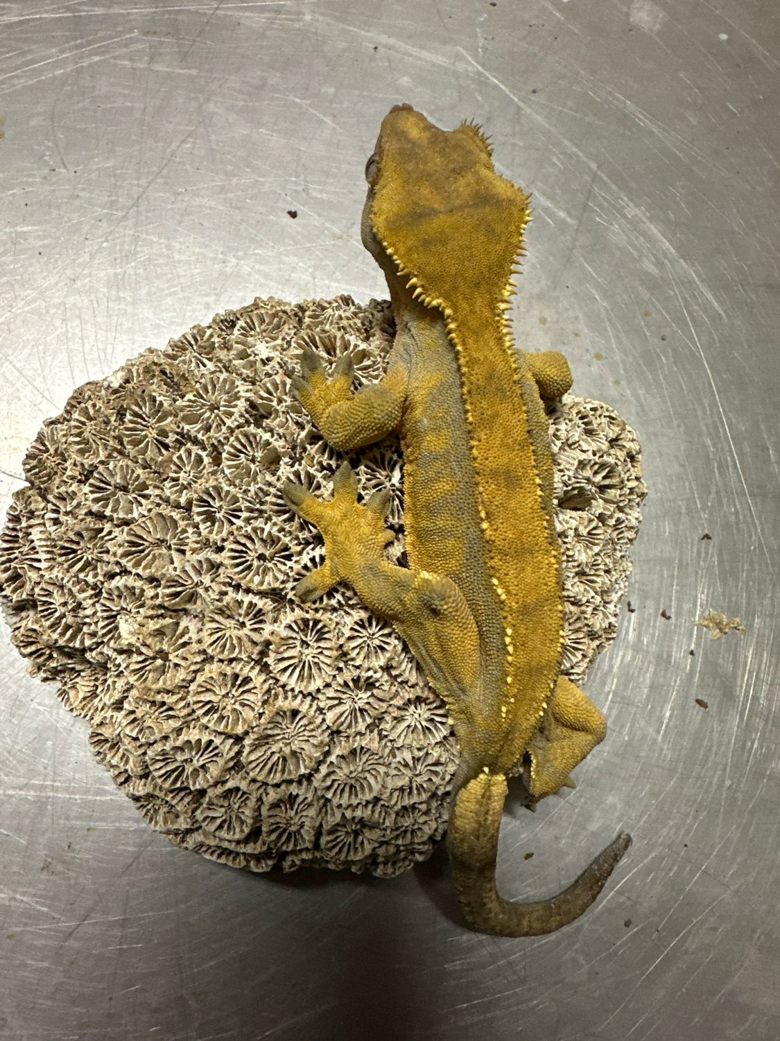 Crested Gecko Females x 2