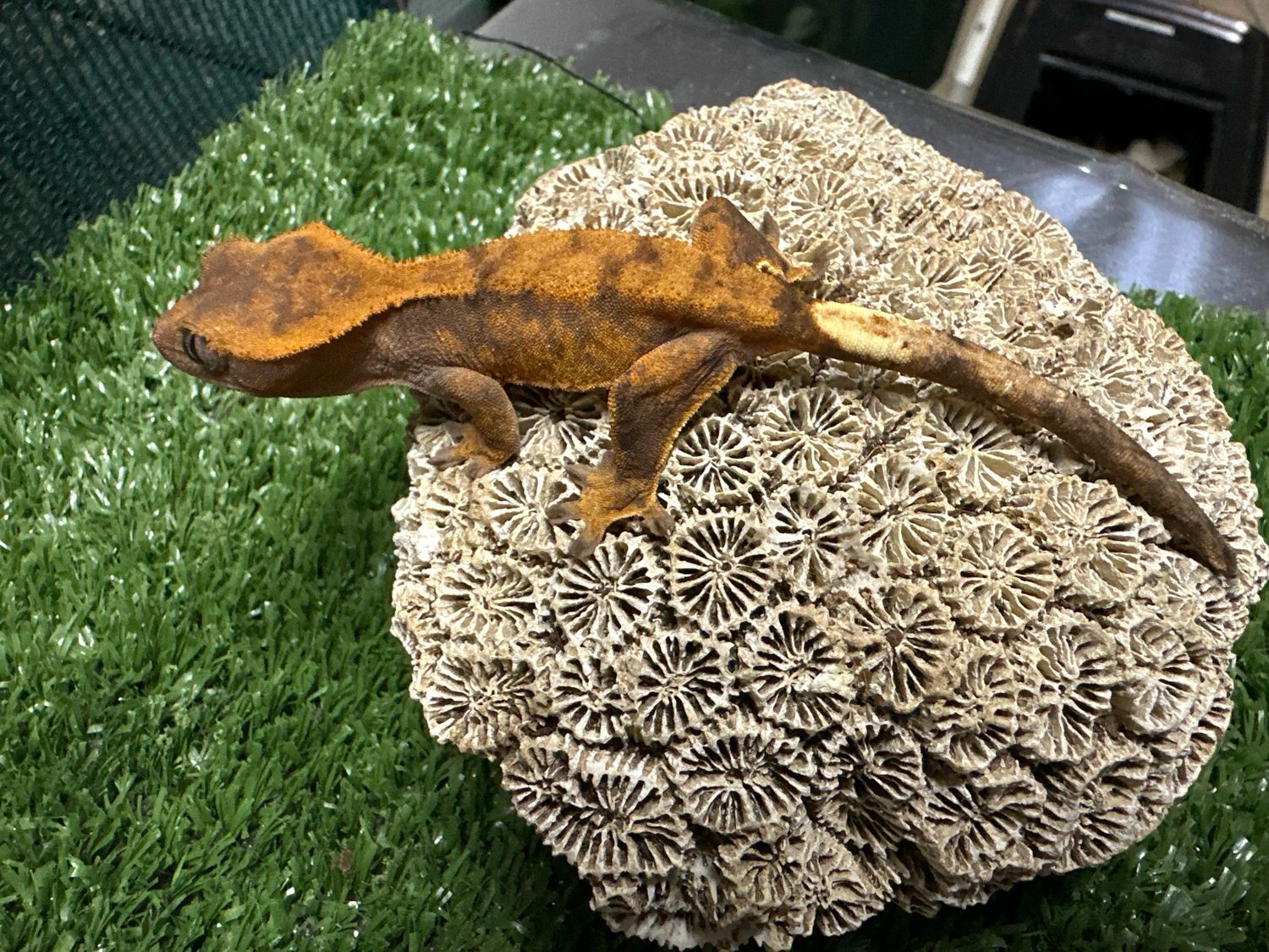 Crested Gecko