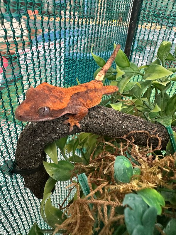 Crested Gecko