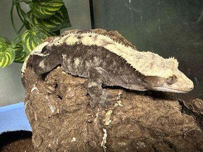Crested Gecko
