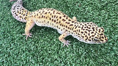 Leopard Gecko