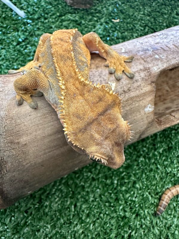 Crested Gecko Females x 2