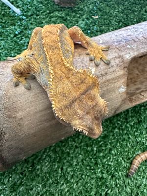 Crested Gecko Females x 2