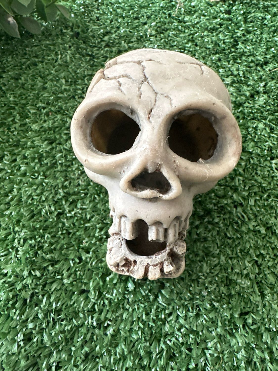 Scull Hide