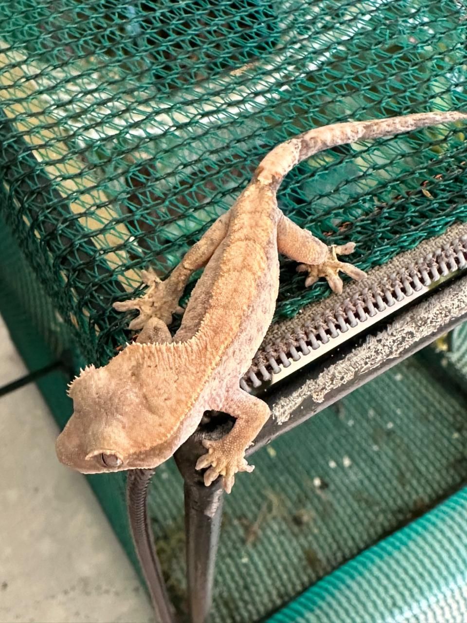 Crested Gecko Juveniles US