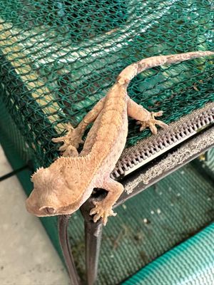 Crested Gecko Juveniles US