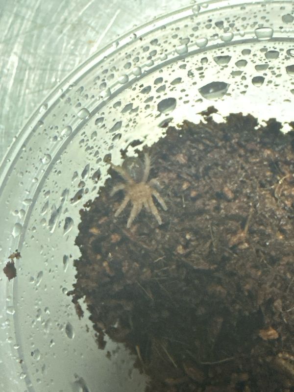 Chaco Golden knee (G. Pulchripes) 1.5cm