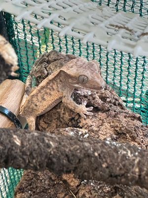 Crested Gecko Juveniles US