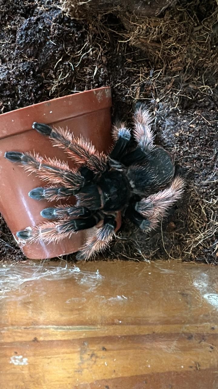 Mexican Pink Beauty (Brachypelma Klaasi) Female