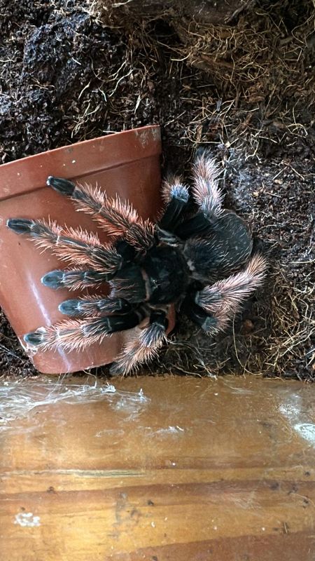 Mexican Pink Beauty (Brachypelma Klaasi) Female