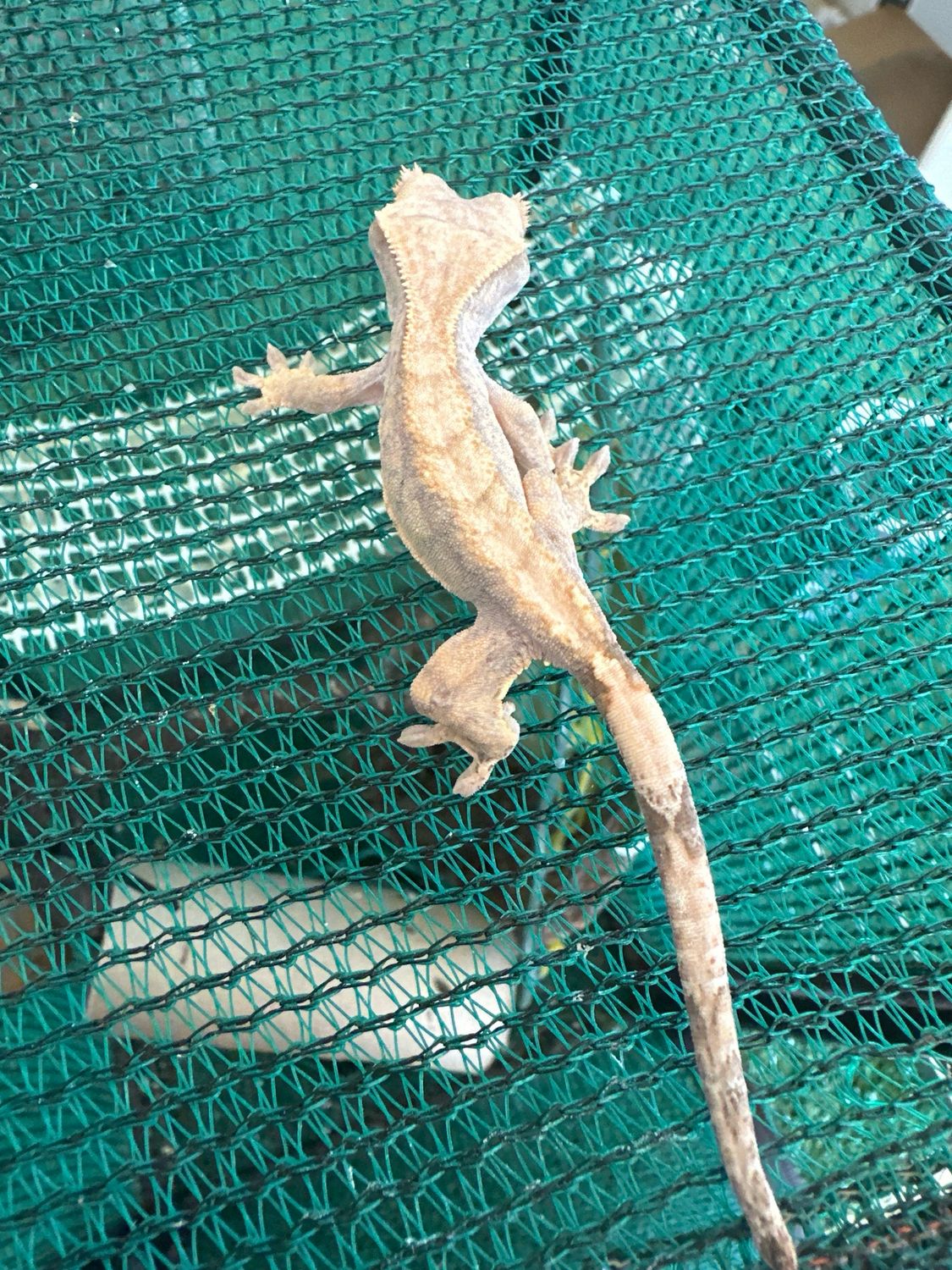 Baby crested Gecko
