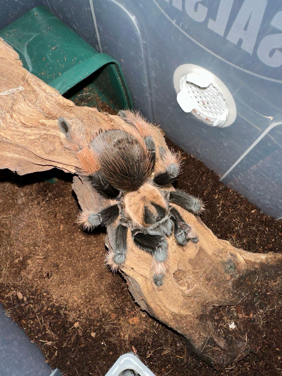 Mexican True red leg - Brachypelma Emilia