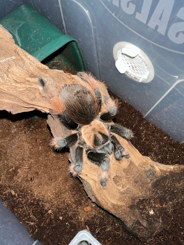 The female on photo is Sold
We have another Female available