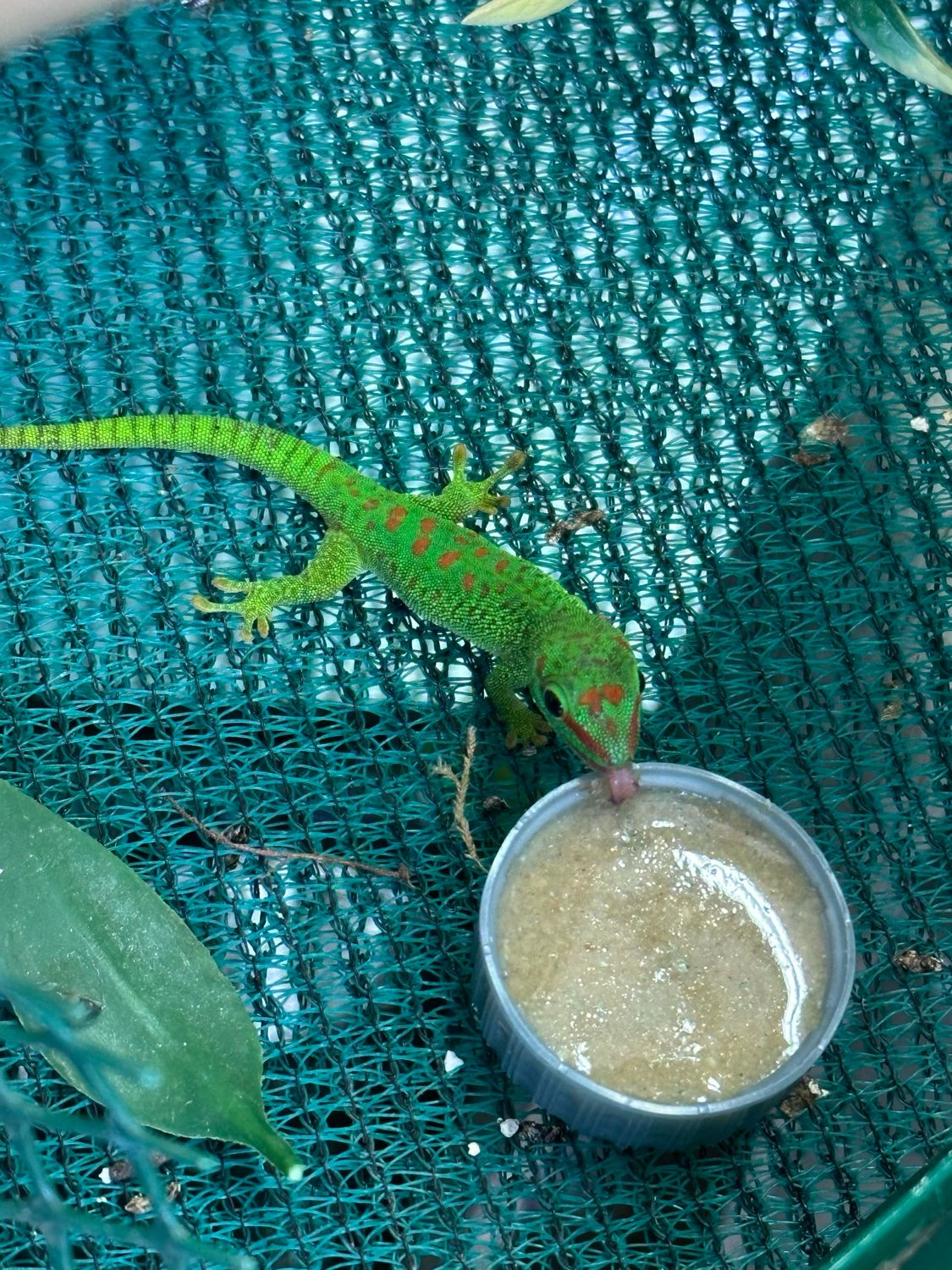 Madagascan Day Gecko&#39;s