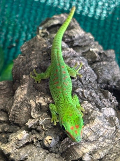 Madagascan Day Gecko&#39;s (Phelsuma Madagascariensis Grandis)