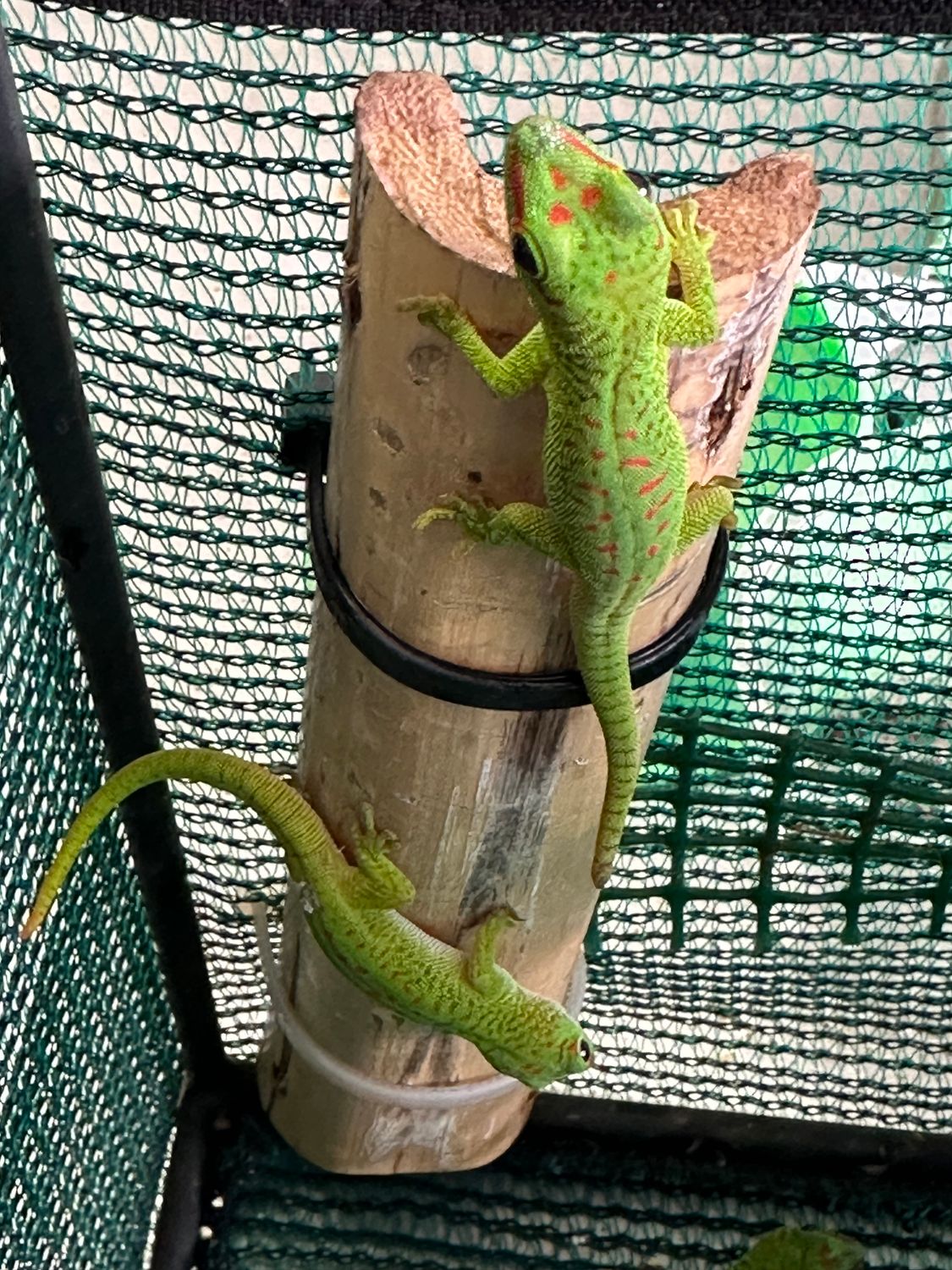 Giant Day Geckos (Phelsuma madagascariensis grandis)