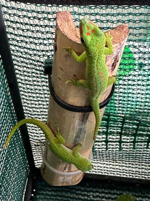 Giant Day Geckos (Phelsuma madagascariensis grandis)