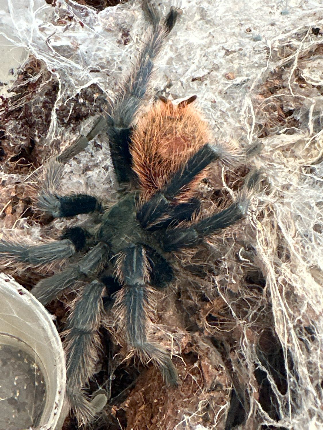 Green Bottle Blue Male