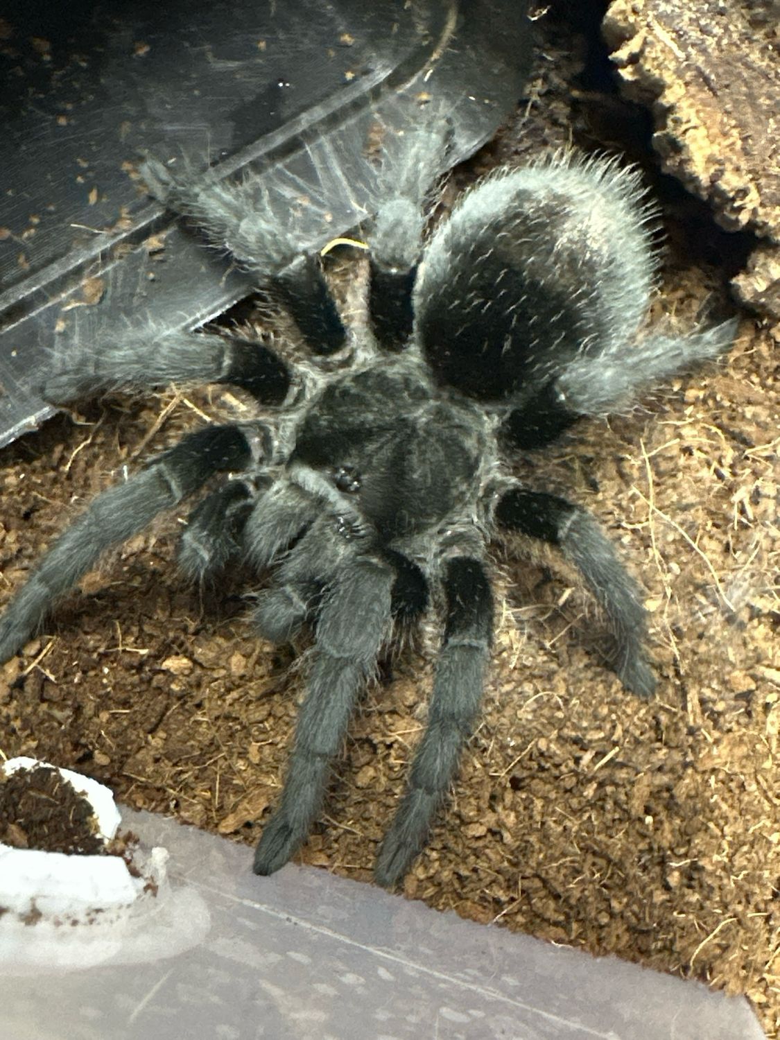 Brazilian Black (Grammostola pulchra) 9-10cm