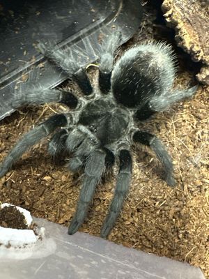 Brazilian Black (Grammostola pulchra) 9-10cm