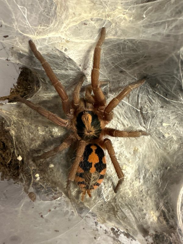 Colombian Pumpkin Patch Female -  (Hapalopus sp Colombia)