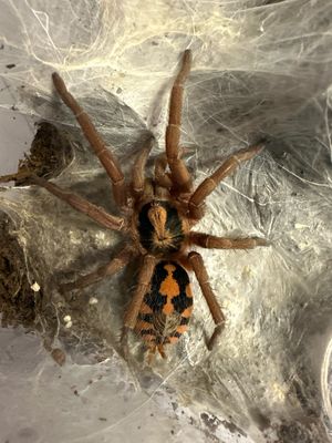 Colombian Pumpkin Patch Female -  (Hapalopus sp Colombia)