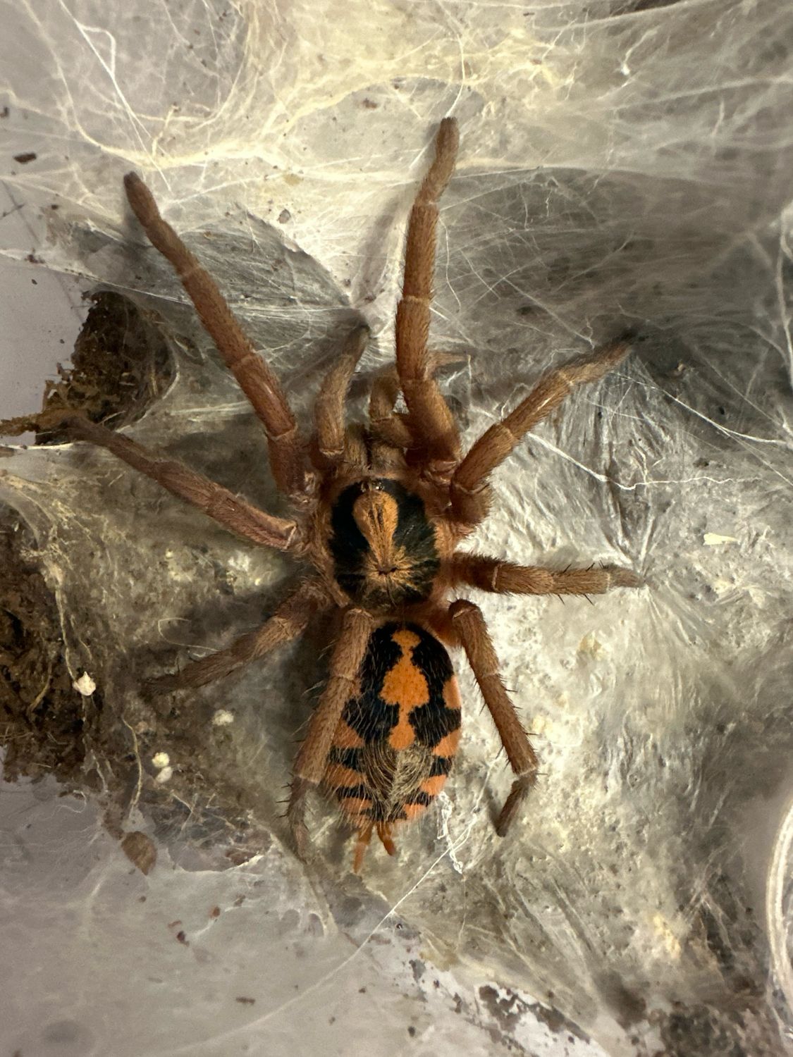 Colombian Pumpkin Patch Female - (Hapalopus sp Colombia) Colombian Pumpkin Patch Female - (Hapalopus sp Colombia)