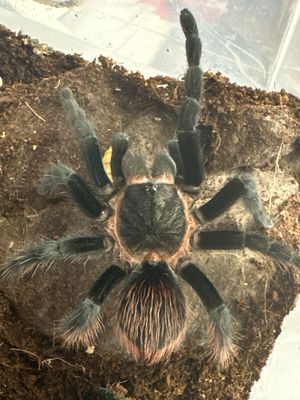 G. Red rump - T. Vagans Female Sub Adult