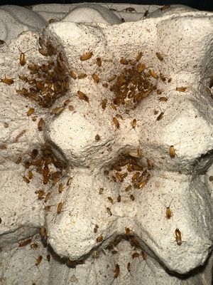 Turkish Roaches X 200 Small