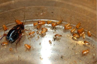 Turkistan Roaches Small