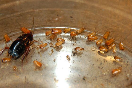 Turkistan Roaches Small